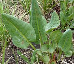 Image result for Rhipidoglossum densiflorum