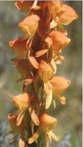 Image result for Satyrium confusum