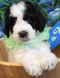 Black And White Parti Aussiedoodle Black And White Parti Goldendoodles Black And White Parti Below Goldendoodle Puppy Goldendoodle Goldendoodle Black