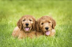 Maybe you would like to learn more about one of these? Golden Doodle Charakter Haltung Pflege Zooplus