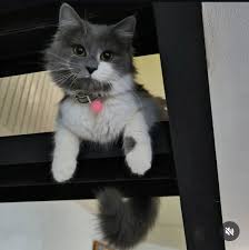 AMO A LOS GATOS!! Y QUE?! PARAGUAY