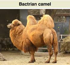 Long legs and a small head make the camel appear oddly formed. America A Dromedary Not A Bactrian Camel Econlib
