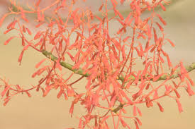 Image result for Hildegardia