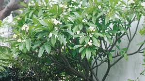 Plant Guide Frangipanis Plants Frangipani Plant Guide