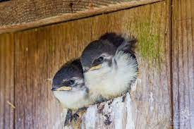 Violet Green Swallow Babies Pictures Of The Week Green Farm Gardens