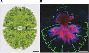 Image result for Micractis