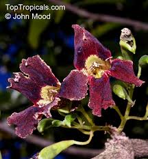 Image result for Markhamia zanzibarica