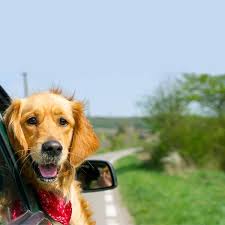 Check spelling or type a new query. Car Rentals From Avis Book Online Now Save Avis Car Rental Avis Rent A Car