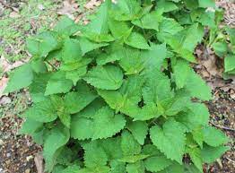 Anise Hyssop For Licorice Tasting Herbal Tea Use That Herb