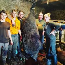 Armes munitions equipements pourquoi et comment demagnumiser le tir combattre les idees recues bien utiliser leurs armes et les interesser a la balistique lesionnelle pour mettre fin aux animaux mortellement blesses. Recit De Chasse Sanglier De 196 Kilos Preleve Par Une Chasseresse