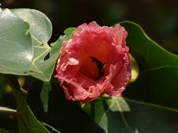 Image result for Thespesia