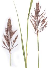 Image result for Bothriochloa bladhii