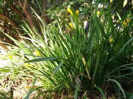 Image result for Cyrtanthus galpinii