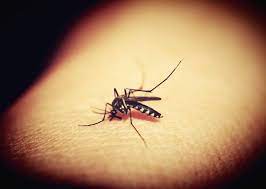 A cosa servono le zanzare? A Cosa Servono Le Zanzare In Natura