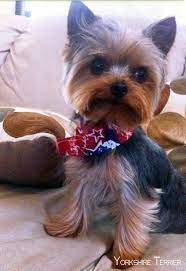 Yorkshire Terrier Puppies Yorkshireterrier Yorkshireterriersofinstagram Yorkshireterriers Yorkshireterrierpupp Yorkshire Terrier Yorkie Terrier Yorkie Dogs