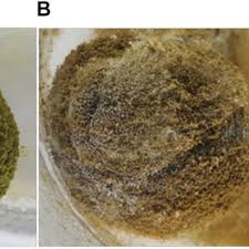 Image result for Thespesia garckeana