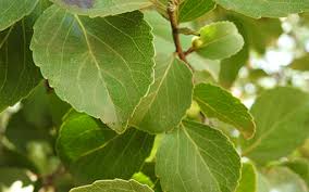 Image result for Flacourtia indica