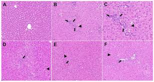 Image result for Laportea alatipes