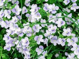 11 Vibrant Flowers That Start With V