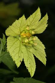 Image result for Dalechampia capensis