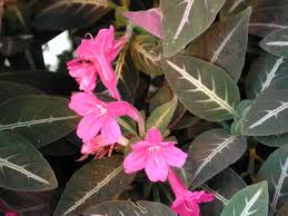 We did not find results for: Natal Plum Carissa Macrocarpa Buy It Now