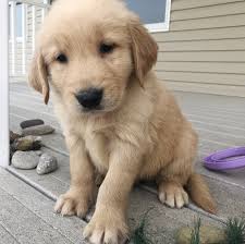 We are a family owned golden retriever kennel in southeastern wisconsin, raising healthy akc/ofa golden retrievers to bring joy and. Golden Retriever Puppies Puppies For Sale Near Me Home Land Puppies