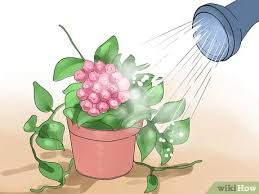 Your hoya plant will benefit from some fertilizer in the spring. How To Care For A Hoya Plant 14 Steps With Pictures Wikihow