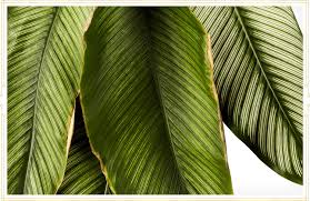 You can pinch it back anytime to help it branch out, keeping the plant bushy and full. Prayer Plant Care Guide Growing Info Tips Proflowers Blog