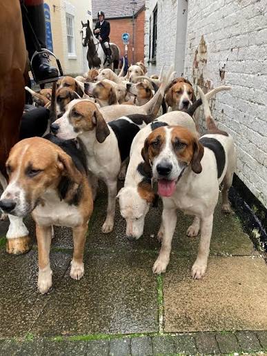 Foxhound English Fox Hunting Dogs Dog Breed Dog V Fox Fox Hound British Hunting Dog Breeds
