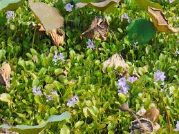 Image result for Pontederia crassipes