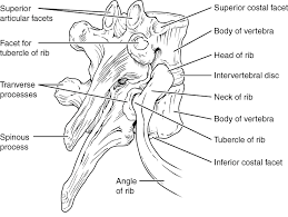 The articular facets for the heads of the ribs are large and primarily on the. Thoracic Vertebrae The Vertebral Column By Openstax Page 5 66 Jobilize