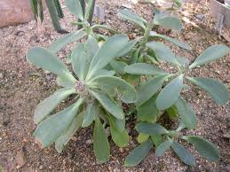 Image result for Kleinia