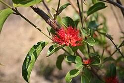 Image result for Combretum patelliforme