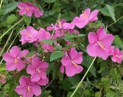 Image result for Acacia lasiopetala