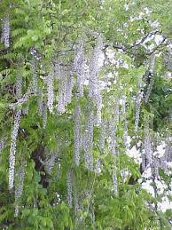 Were you looking for some codes to redeem? Wisteria Floribunda Multijuga Macrobotrys Glasshouse Works