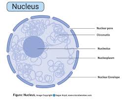 We did not find results for: Nucleus Definition Structure Functions And Diagram