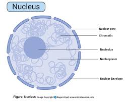 A cell is the fundamental structural and functional unit of all life forms. Animal Cell Definition Structure Parts Functions And Diagram