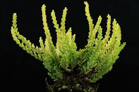 Image result for Calluna vulgaris