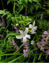 Image result for Jasminum officinale