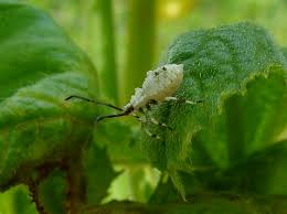 This spray also repels other zucchini plant bugs, cucumber beetles, and mosquitos. What Kind Of Bug Is This On My Zucchini Plants Theeasygarden Easy Fun Fulfilling Gardening