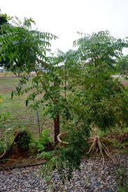 Curry leaves, vietnamese mint, palm leaves, tree, tree leaves setawar. Mai On Twitter I Kalau My Mom Ckap Kalau Mama Jumpa Siap Terus Jumpa Benda Tuh I Selalu Expect Pokok Daun Kari Dia Pokok Yg Jenis Kecik Kecik Paras