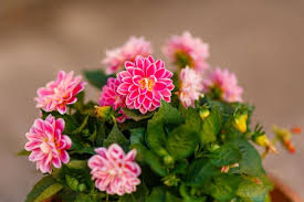 When is the best time to yellow leaves can happen for a number of reasons. Are Your Dahlias Leaves Turning Yellow Find The Culprit The Practical Planter