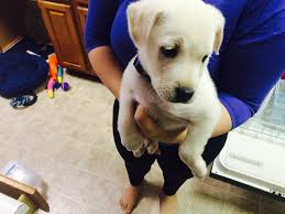 Welcome to laurel fork labradors. Labrador Retriever Puppies For Sale Norfolk Va 70935