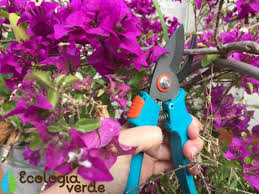 Pensez à planter votre bougainvillier en plein soleil. Comment Tailler Un Bougainvillier En Pot Planet Bio