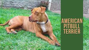 Brindle and white american pitbull terrier. American Pitbull Terrier Breed Information And Temperament Petmoo