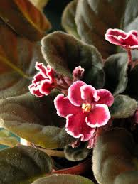 Image result for Saintpauliopsis