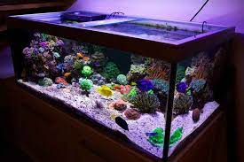 Aquascape merupakan salah satu inovasi dalam dunia aquarium yang berusaha untuk menampilkan keindahan dunia air. Peralatan Aquarium Untuk Memelihara Ikan Hias Air Laut Solahart Handal