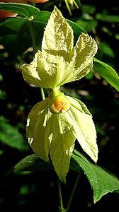 Image result for Dalechampia capensis