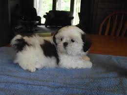 When your puppy becomes older, feed your puppy for a maximum of two meals per day. Shih Tzu Puppy Dog For Sale In Roscommon Michigan