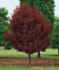 Nov 16, 2020 · an ash tree that turns red in fall, the autumn purple grows to be 45 to 60 feet tall. Crimson Sentry Norway Maple Bower Branch